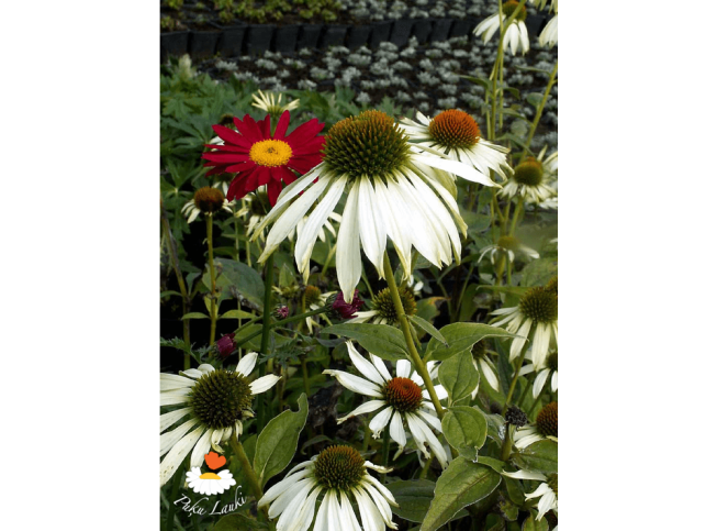 Echinacea purpurea   'Alba'